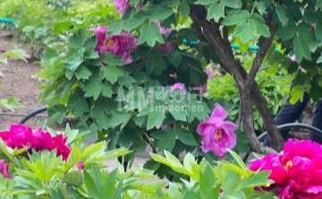 百花园