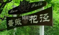 蔷薇花径