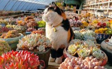 花花世界多肉植物园