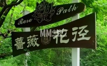 蔷薇花径