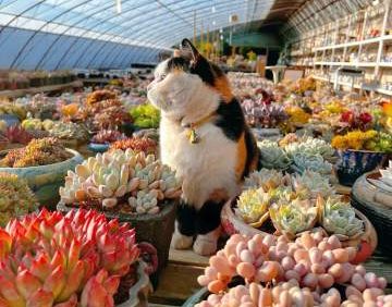 花花世界多肉植物园