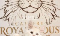 皇家猫舍