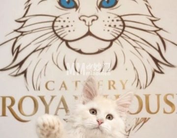 皇家猫舍